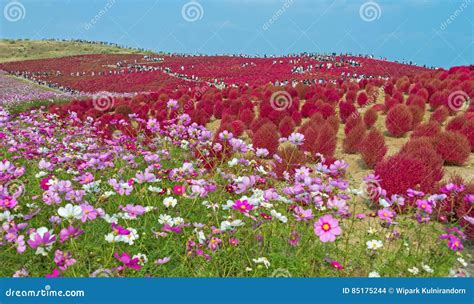 Kochia And Flower Field At Hitachi Seaside Park Stock Photo Image Of