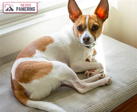 Rat Terrier Chihuahua Mix All The Facts You Need To Know Happy Pet