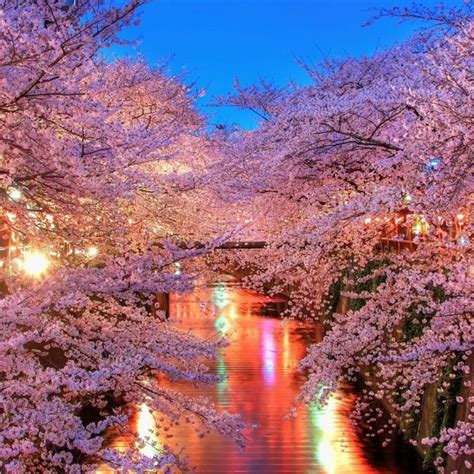 10 New Japanese Cherry Blossoms Wallpaper Full Hd 1080p