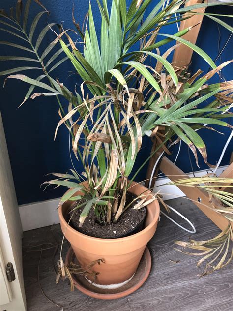 how to care for a cat palm plant - So Many Wonderful Biog Photo Gallery