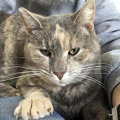 The bengal cat is highly active. Bengal Kittens For Adoption In Pa