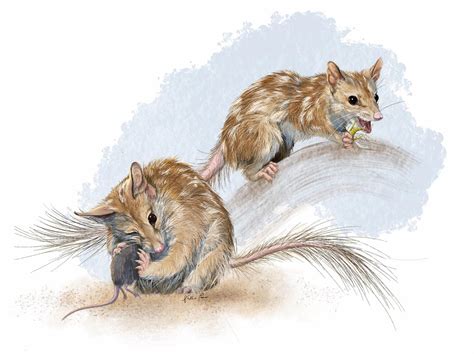 The Northern Quoll An Amazingly Versatile Survivor Science Codex