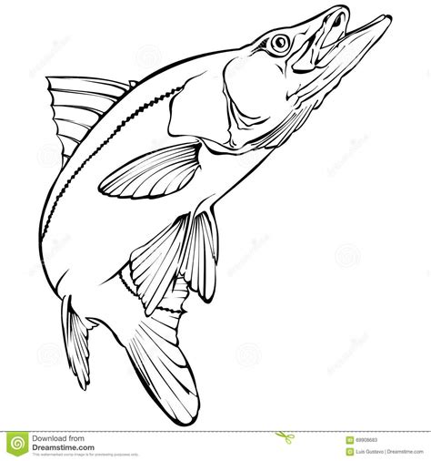 Snook Illustration Stock Vector Image 69908683