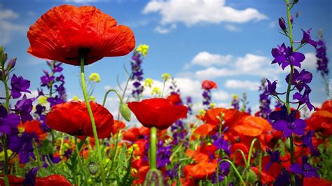 Red Poppies Flowers Nature Clouds Hd Wallpaper
