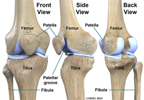 Human bone anatomy | osteology. Anatomy of the Knee | Health Life Media