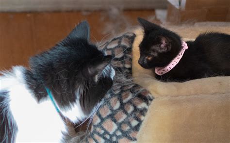 Cats Priceless Reaction To Meeting New Kitten Has Internet In Stitches