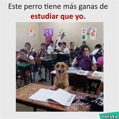 Top 145 Quieres Ser Mi Novia Perrito Meme Mx