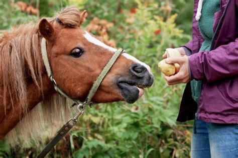 Best Horse Eating Apple Stock Photos Pictures And Royalty Free Images