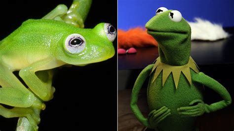 Newly Discovered Bare Hearted Glassfrog Resembles Kermit The Frog ABC Houston