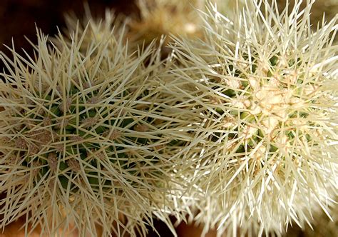 The former is commonly called teddy. EduPic Cactus and Desert Plant Images