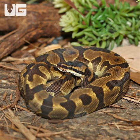 Yearling Male Leopard Enchi Yellowbelly Ball Python Python Regius For
