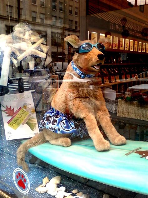 From The Just Dogs Bakery In Philadelphia A Hang Ten Dog Mannequin