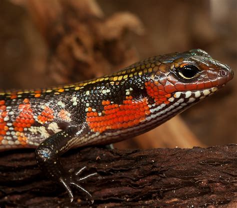 Picture Of A Colorful Skink Lizard About Wild Animals