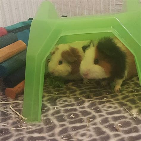 How Cute Are These Two Holy Crap I Am So Lucky ♡ Guineapig