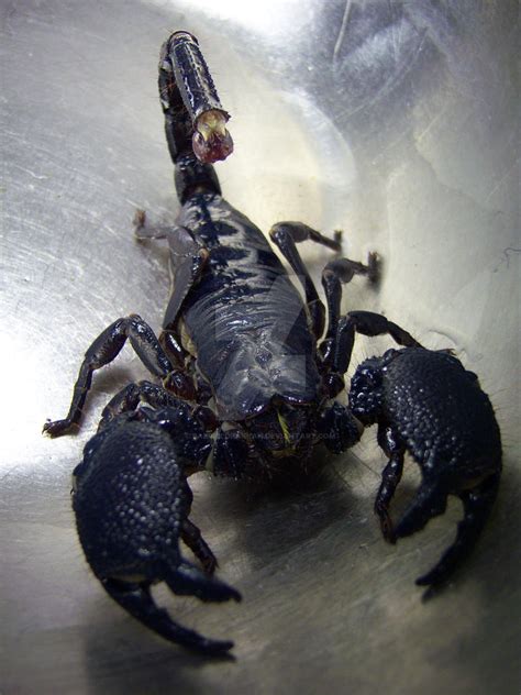Black Emperor Scorpion 5 By Sabrieldrakkan On Deviantart