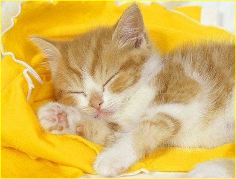 Cat Sleeping Kittens Cutest Cute Cats