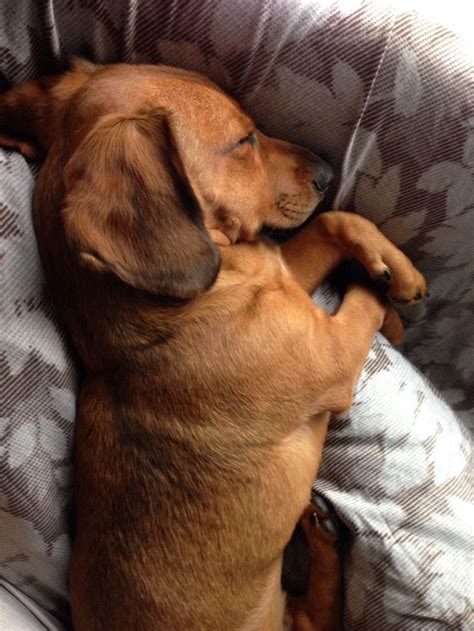 Beagle Dachshund Mix Adoption Dog Breed Information