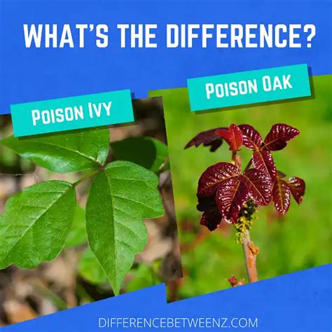 Difference Between Poison Ivy And Poison Oak Difference Betweenz