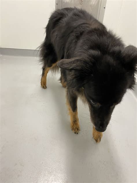 Bedford, MA Police on Twitter: "Found Dog - Please contact Bedford