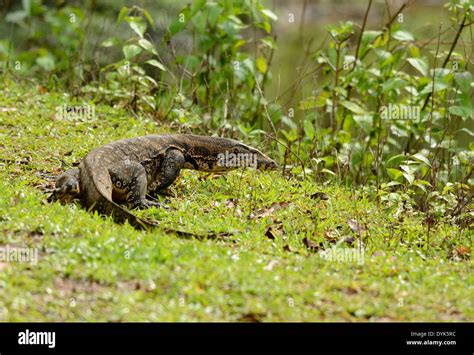 Beautiful Adult Water Monitor Varanus Salvator Resting On Ground