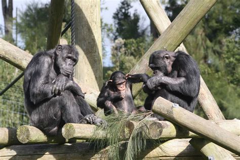 New Hope For The Worlds Rarest Chimpanzee Subspecies