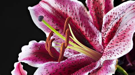 Stargazer Lily Wallpapers Wallpaper Cave