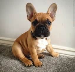 The 25 Best French Bulldogs Ideas On Pinterest French Bulldog