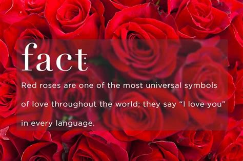 Carnations come from the mediterranean and they are one of the most representative flowers of spain. red rose meaning - You don't have to know anything about ...