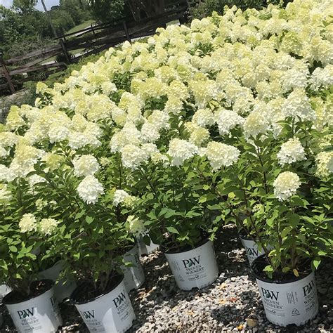 Welcome to green valley farms. Green Valley Farms | Hydrangea Limelight