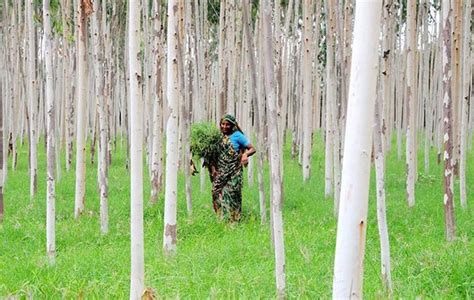 Why We Need Social Forestry The Asian Age Online Bangladesh