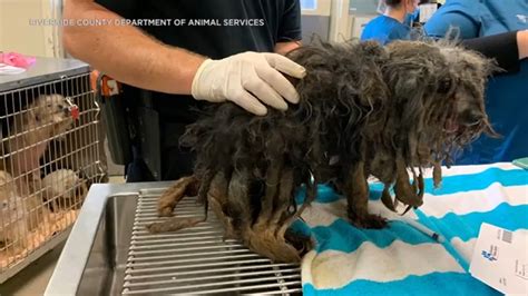 22 Neglected Dogs Some With Severely Matted Fur Rescued From