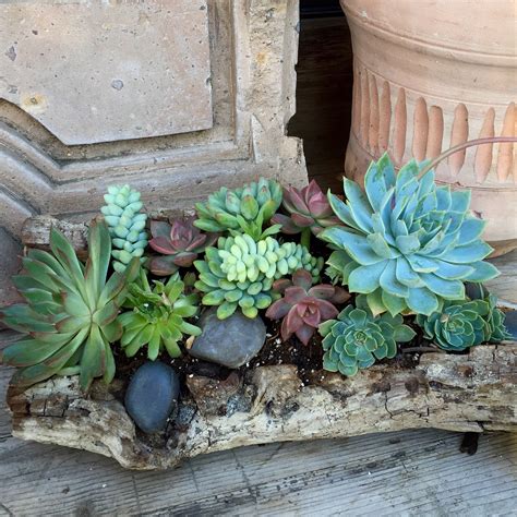 Succulent Garden Cacti Container Gardening Instagram Photo