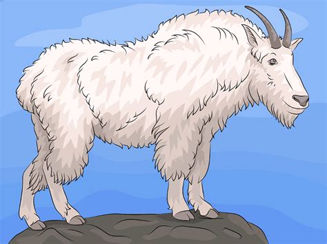 Mountain Goat Free Stock Illustrations Creazilla