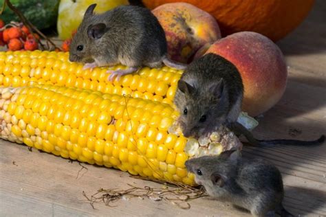 How can you prevent that from happening? Mice: How to Identity and Get Rid of Mice in the Garden ...