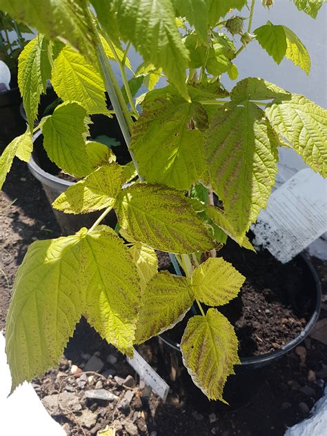 Used to make fruit tea; Help answer a question about What is the cause of yellow ...