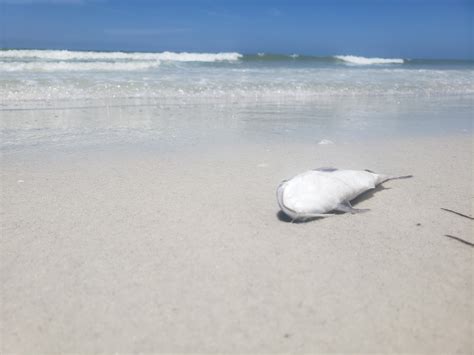 Red Link Red Tide Creeps Into Pinellas County Impacting Animals And