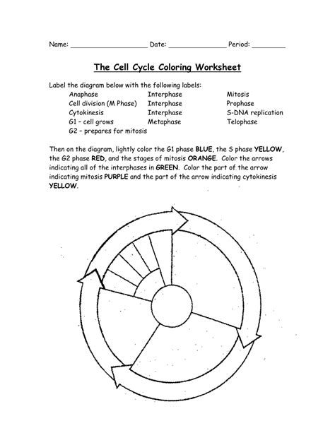 Cell Cycle Worksheet Answer Key