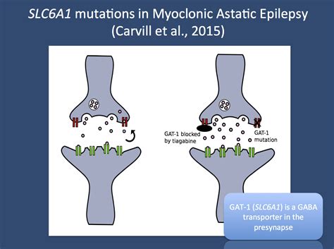 Identifying The Doose Gene Slc6a1 Mutations In Myoclonic Astatic