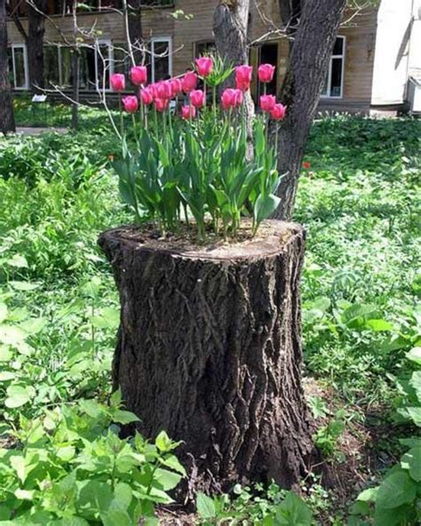 So schöne patina bildet ein baumstumpf im garten nur selten: Was mach ich mit meinem alten Baumstumpf im Garten ? http ...