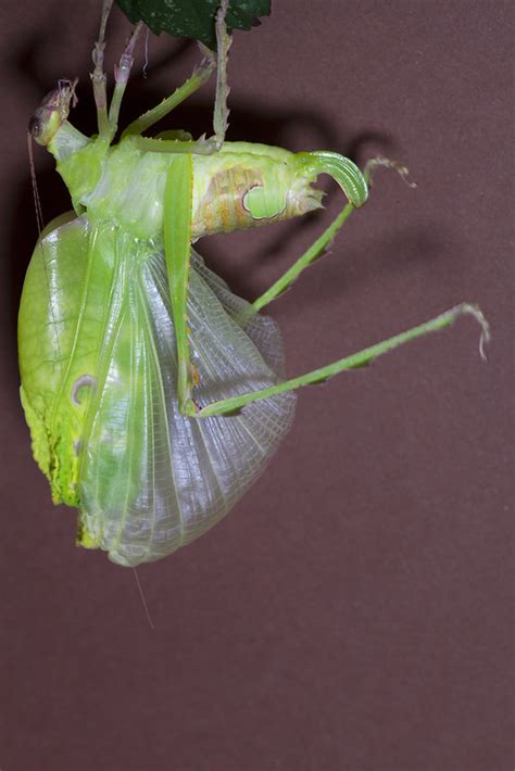 Malaysian Leaf Katydid Ancylecha Fenestrata Other Invertebrates