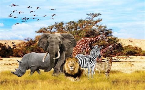 Black And White African Animals Wallpaper