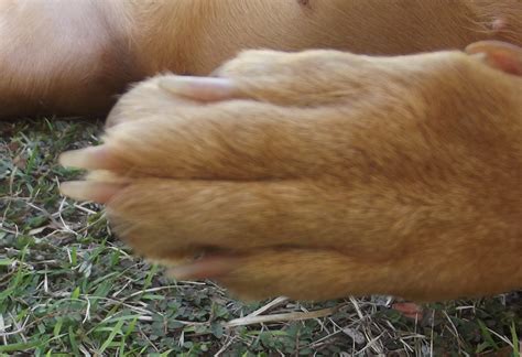 How to tell if a toe is broken: How Do I Know If My Dog Has a Broken Bone and What Should ...