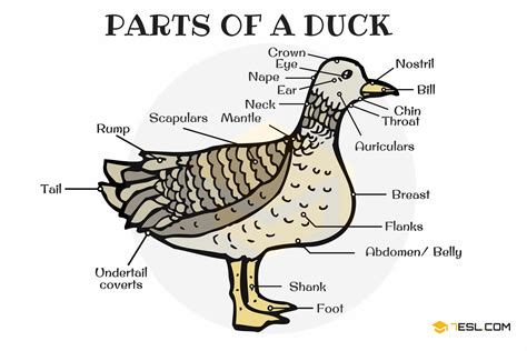 Duck Anatomy Parts Of A Duck In English With Pictures 7esl