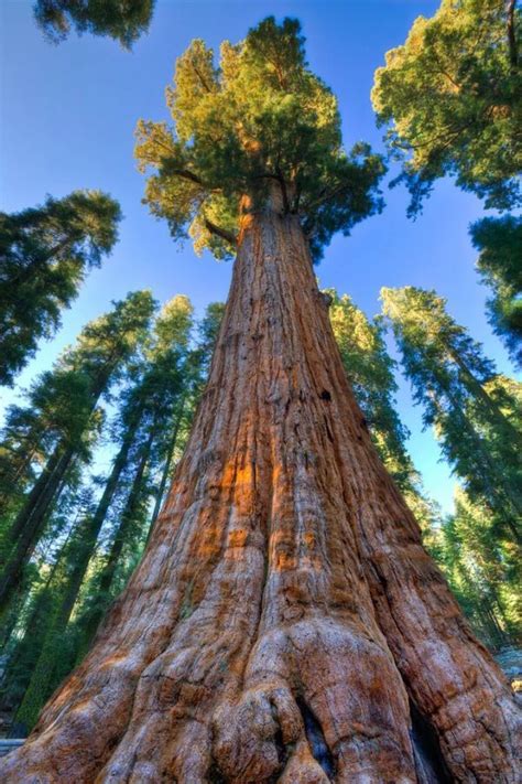 Of The Most Unique Trees In The World Article OnThursd