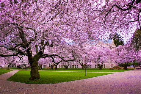 Cherry Blossom Tree Trees Photo 19838733 Fanpop