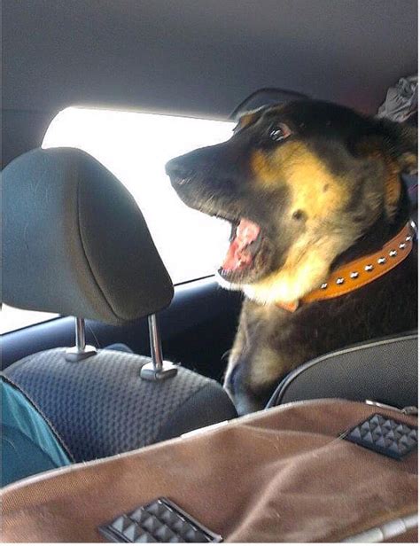 Dog In Car Meme Space