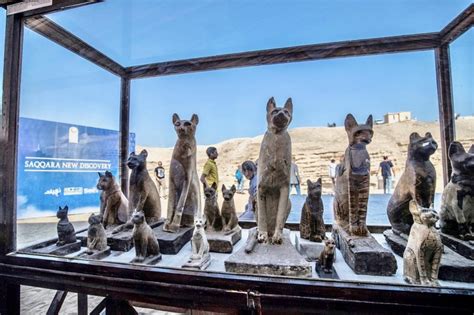 Cats Lion Cub Mummies Feature In Huge Ancient Egypt Find Middle East Eye