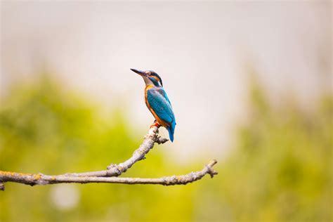 Blue Bird Sits On Tree Branch · Free Stock Photo