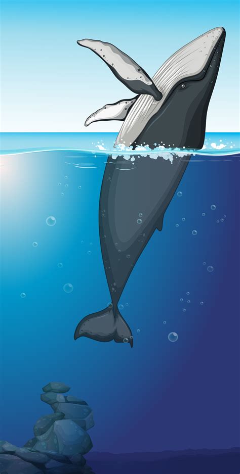 A Humpback Whale In The Ocean 538904 Vector Art At Vecteezy