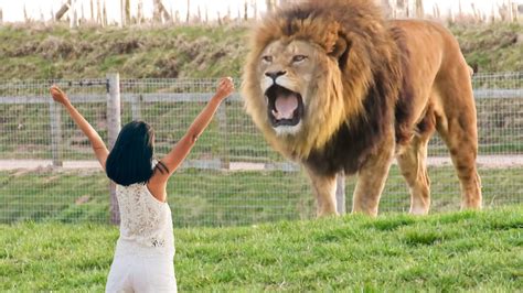 Girl Reunites With Pet Lion After 8 Years Youtube